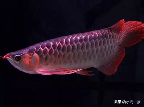 龍魚鱗片受傷|龍魚立鱗的治療與處理 